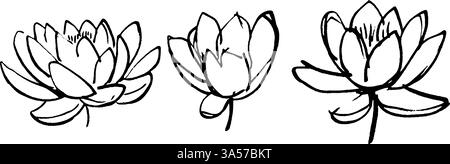 Trois fleurs de lotus dessinées à la main à différents stades de floraison, présentant des pétales délicats et des détails complexes, idéales pour les thèmes artistiques ou botaniques. Illustration de Vecteur