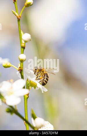 Vue latérale d'une abeille recueillant du pollen d'une fleur blanche. Banque D'Images