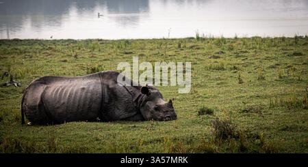 Rhinocéros indiens à une corne reposant dans des prairies près de l'eau dans un habitat naturel Banque D'Images