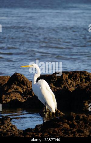 Image verticale d'une grande aigrette orientale, héron blanc, debout sur un rocher sur une plage de Floride, chassant le poisson Banque D'Images