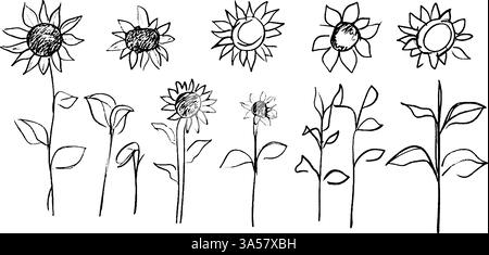 Une collection de tournesols dessinés à la main et de tiges de plantes, présentant différentes étapes de croissance et différents styles de tournesols. Les illustrations sont Illustration de Vecteur