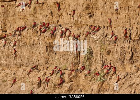 Carmine Bee-eater Banque D'Images