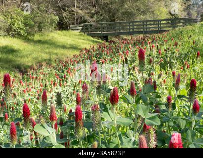 Gros plan de trèfle cramoisi en fleur avec un pont piétonnier en arrière-plan. Photographié avec une faible profondeur de champ. Banque D'Images