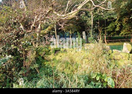 Mur de pierre sèche marquant la limite d'un domaine dans le pays frontalier écossais, avec de l'herbe courte d'un côté et de la végétation emmêlée de l'autre Banque D'Images