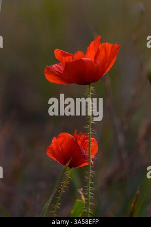 Une paire de coquelicots rouges frappants atteignent la lumière du soleil qui s'estompe dans une prairie tranquille. Les pétales délicats balancent doucement dans la brise du soir, incarnant na Banque D'Images