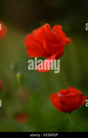 Dans une prairie verdoyante, les coquelicots rouge vif balancent doucement dans la brise chaude de l'après-midi. Leurs pétales captent la lumière du soleil, créant un contraste saisissant aga Banque D'Images