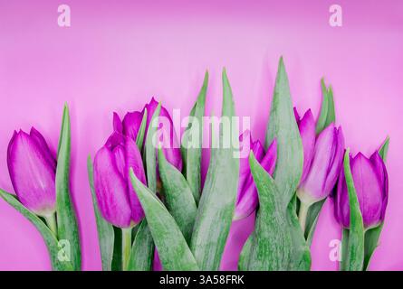 Un bouquet vibrant de tulipes roses vibrantes avec des feuilles vertes luxuriantes sur un fond rose doux Banque D'Images