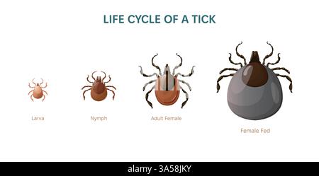 Illustration vectorielle d'acariens. Cycle de vie de Tick bug. Larve, nymphe et insecte adulte. Insecte nourri pour adultes. Illustration de Vecteur