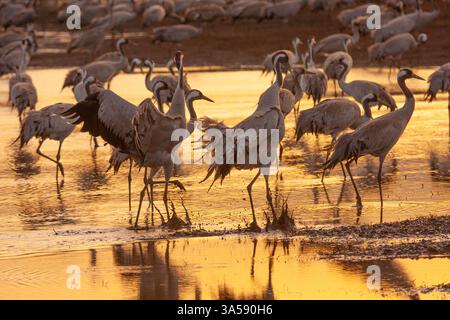 Grues communes (Grus grus) silhouettées en eau peu profonde à l'aube. Photographié dans la vallée de Hula, Israël, en janvier. Banque D'Images