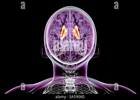 Illustration du cerveau humain avec une capsule interne mise en évidence. Cette structure de matière blanche est cruciale pour la transmission des signaux moteurs et sensoriels. Banque D'Images