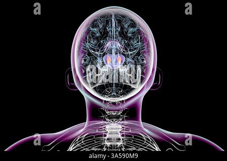 Illustration du cerveau humain avec une substance nigra (orange) en surbrillance à l'intérieur d'un mésencéphale (violet). La substantia nigra est essentielle dans la façon dont le cerveau contrôle les mouvements du corps. Il joue également un rôle dans la signalisation chimique dans le cerveau. Banque D'Images