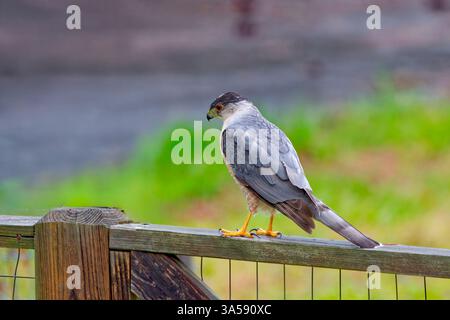 Oiseau de proie le faucon de Cooper (Accipiter cooperii), également connu sous le nom de faucon de Cooper, est un animal indigène américain. Banque D'Images