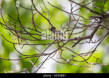 Oiseau (Olive-back sunbird ; Yellow-venlied sunbird) mâle couleur jaune perché sur un arbre dans le jardin Banque D'Images