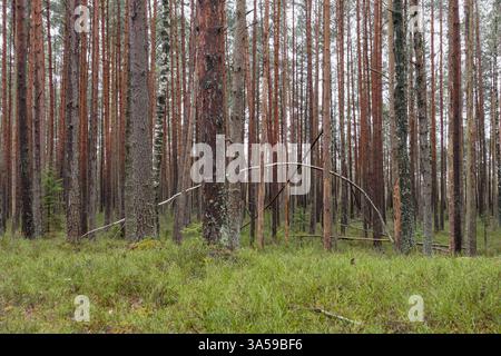 Forêt dense avec de grands arbres et de l'herbe verte au premier plan. Banque D'Images