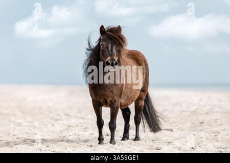 Poney Shetland Banque D'Images