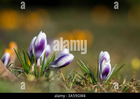Crocus Chrysanthus Prins Claus. Crocus blanc et violet cultivé dans le parc. Fleurs de crocus de neige, fond floral abstrait. Banque D'Images
