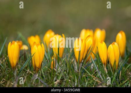 Fleurs de crocus jaunes fermées au printemps sur une prairie. Fond floral abstrait, fleurs de crocus jaunes. Toile de fond de fleurs macro pour la conception de marque. Banque D'Images