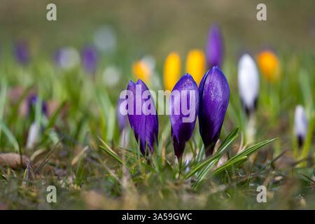 Crocus vernus - grandiflora ”Flower Record”. Fleurs de crocus veloutées violettes fermées au printemps sur une prairie. Fond floral abstrait. Banque D'Images