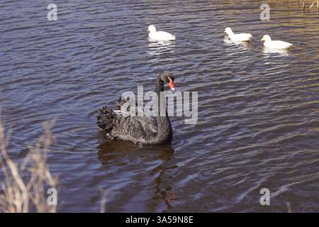 Cygne noir (Cygnus atratus) dans l'eau. Famille Anatidae. Canards domestiques blancs (Anas platyrhynchos var. domestica) sur le fond. Mars, Hollande Banque D'Images