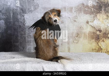 Mongrel Banque D'Images