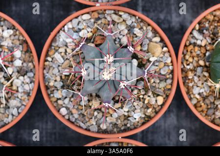 Vue de dessus du petit cactus 'Ferocactus emoryi Ionis Rectispinus' en pot de fleurs avec pierres. Aussi appelé « cactus hameçon » Banque D'Images