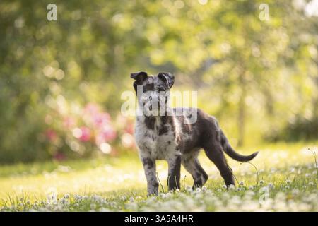 Vieux berger allemand chiot Banque D'Images