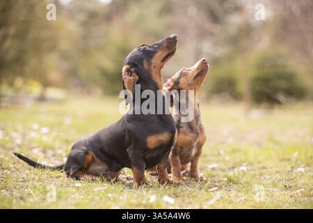 Teckel Banque D'Images