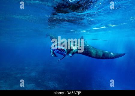 Dans les eaux bleues profondes du lagon de Mayotte, une majestueuse raie manta glisse sans effort à travers le vaste espace ouvert, incarnant la grâce et l’élégance Banque D'Images