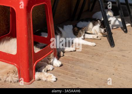 Un groupe de chats errants dormant sur le plancher en bois, à l'ombre Banque D'Images