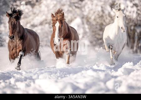 Pura Raza Espanolas Banque D'Images