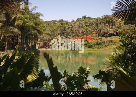 Les palmiers, la forêt tropicale au bord du lac, Inhotim, Minas Gerais, Brésil. Banque D'Images