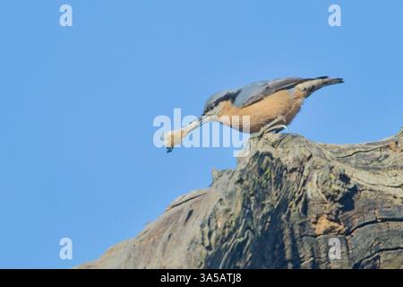 Nuthatch à ventre châtaignier (Sitta cinnamoventris), sur un tronc d'arbre mort, parc national Jim Corbett, Uttarakhand, Inde. Banque D'Images