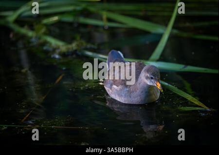Moorhen juvénile nageant sur un étang avec des roseaux en arrière-plan. Moorhen commun (Gallinula chloropus) dans le Kent, Royaume-Uni. Banque D'Images