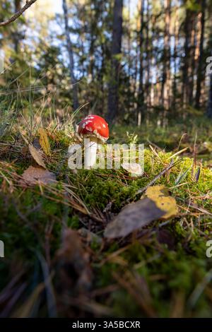 mouche agarique qui pousse dans la forêt en automne, dangereux pour la vie et la santé agarique de mouche rouge dans la forêt sauvage en mousse et herbe verte en gros plan Banque D'Images