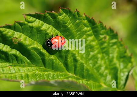 Red Lady Beetle Banque D'Images