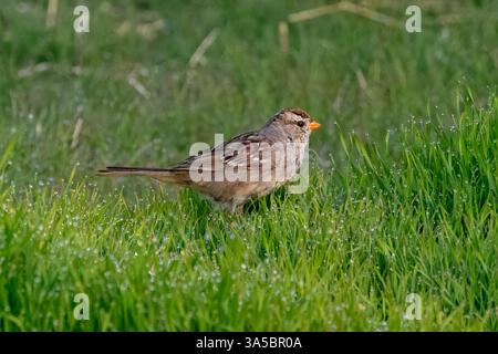 Un jeune moineau à couronne blanche (Zonotrichia leucophrys) est assis dans une parcelle d'herbe recouverte de rosée. Banque D'Images