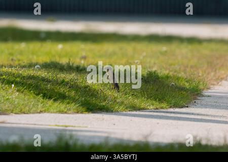 Un gopher se tient haut dans l'herbe près d'un trottoir, alerte et regarde. Banque D'Images