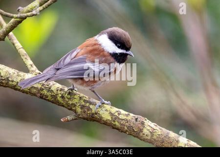 Chickadee à dos de châtaignier (Poecile rufescens) - Beacon Hill Park - Victoria, Île de Vancouver, Colombie-Britannique, Canada Banque D'Images