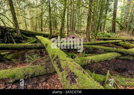 Arbres tombés couverts de mousse dans le parc provincial Goldstream près de Victoria, île de Vancouver, Colombie-Britannique, Canada Banque D'Images