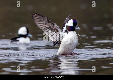 Mâle Bufflehead (Bucephala albeola) à Esquimalt Lagoon - Colwood, près de Victoria, île de Vancouver, Colombie-Britannique, Canada Banque D'Images