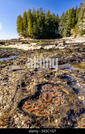 Anémones de mer dans les bassins de marée de Botanical Beach - Parc provincial Juan de Fuca - Port Renfrew, Île de Vancouver, Colombie-Britannique, Canada Banque D'Images