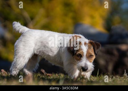Jack Russell Terrier à revêtement cassé pur marchant dans le jardin. Jack Parson Russell Terrier chien, bronzé rugueux, à l'extérieur dans le parc. Banque D'Images