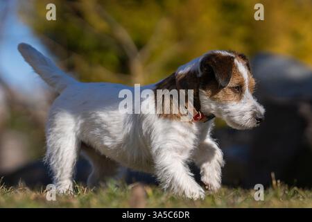 Jack Russell Terrier à revêtement cassé pur marchant dans le jardin. Jack Parson Russell Terrier chien, bronzé rugueux, à l'extérieur dans le parc. Banque D'Images