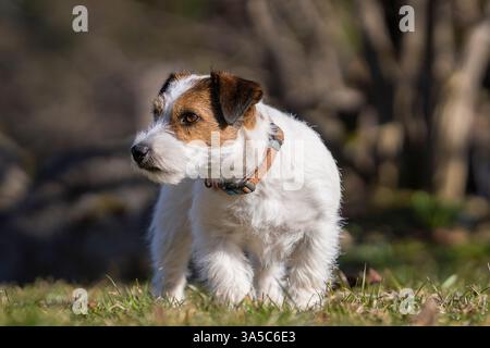 Jack Russell Terrier à revêtement cassé pur marchant dans le jardin. Jack Parson Russell Terrier chien, bronzé rugueux, à l'extérieur dans le parc. Banque D'Images