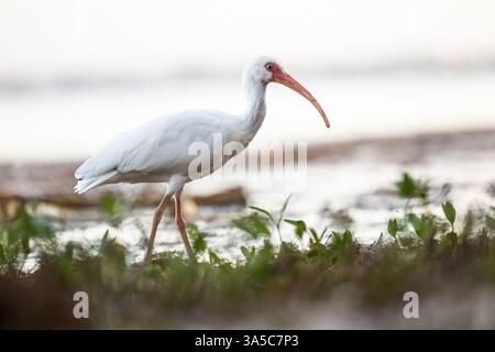 American White Ibis cherche le long du rivage à la lumière du matin au parc national de Honeymoon Island, Floride. Banque D'Images