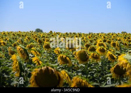 Beau paysage avec un immense champ de tournesol et un grand arbre solitaire en arrière-plan. C'est une culture écologique et durable de la santé Banque D'Images