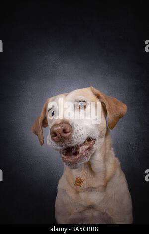 Labrador Retriever Banque D'Images