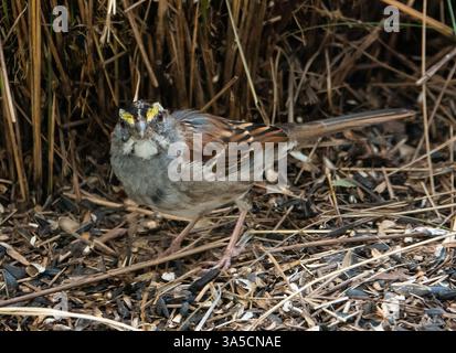 Gros plan d'un moineau à gorge blanche cherchant sur le sol. Banque D'Images