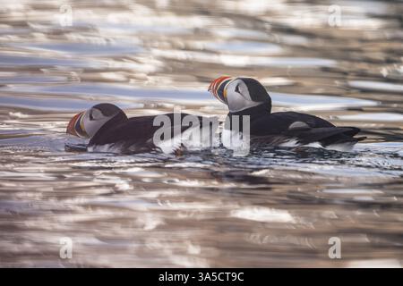 Macareux moine Banque D'Images