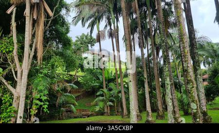 Un paysage tropical serein se déploie, encadré par de grands palmiers élancés avec des troncs marqués par la mousse et les lichens. Banque D'Images